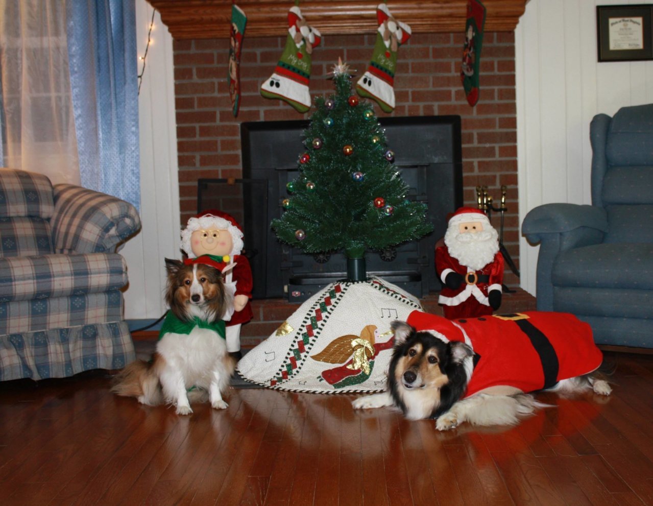 Christmas Dogs.jpg