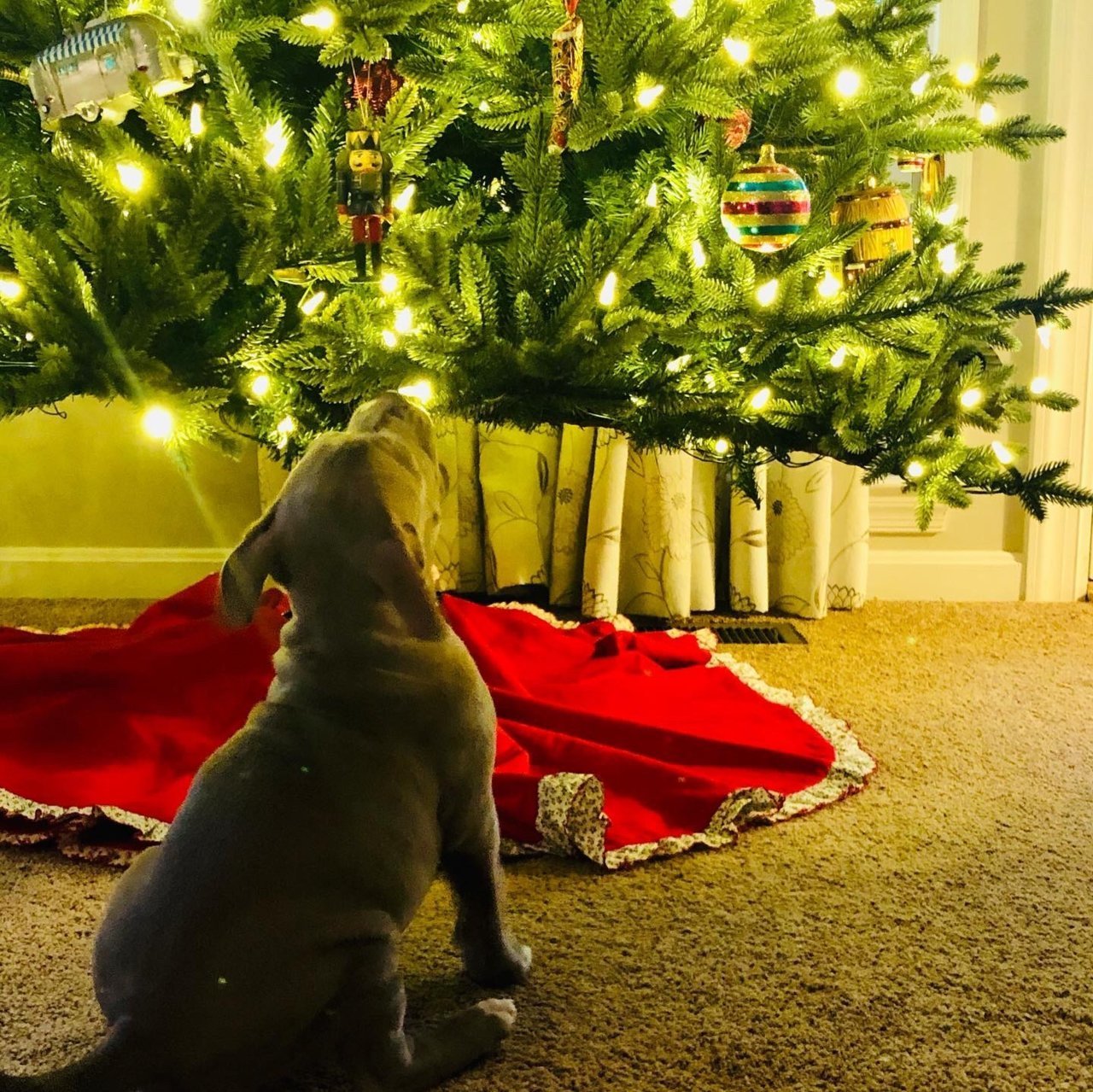 christmas tree.jpg