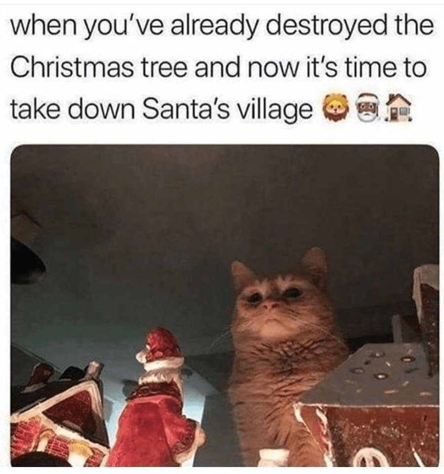 Christmascatmeme.jpg