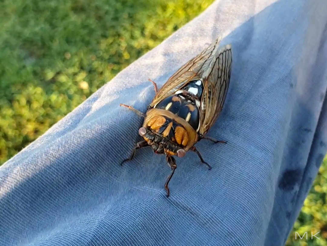 cicada.jpg