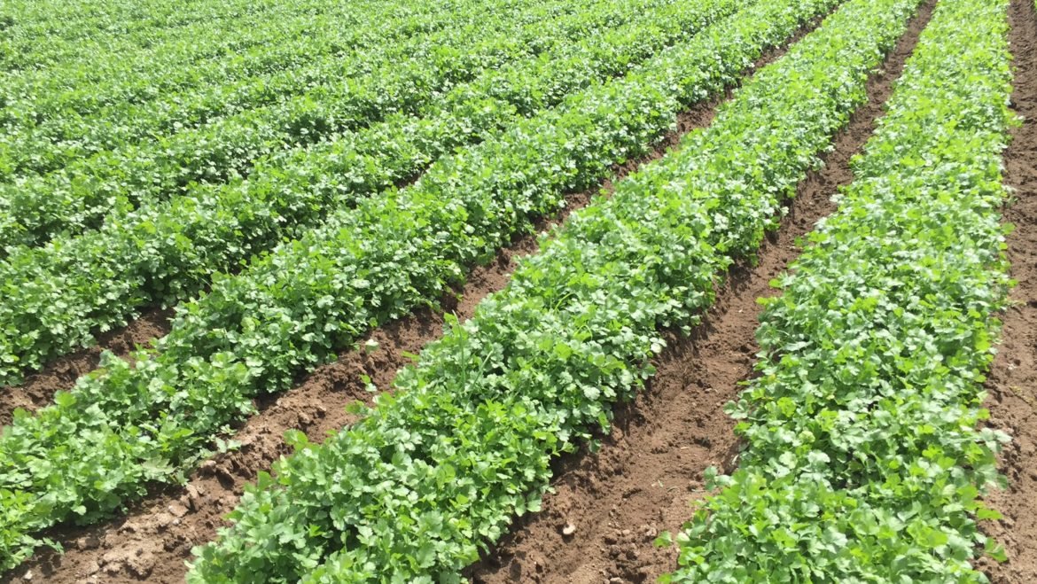 cilantro-field-1170x659.jpg