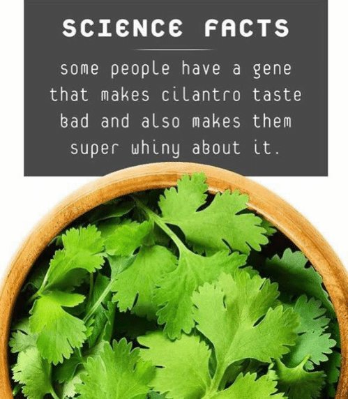 cilantro.jpg