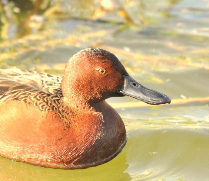 cinnamon teal.jpg
