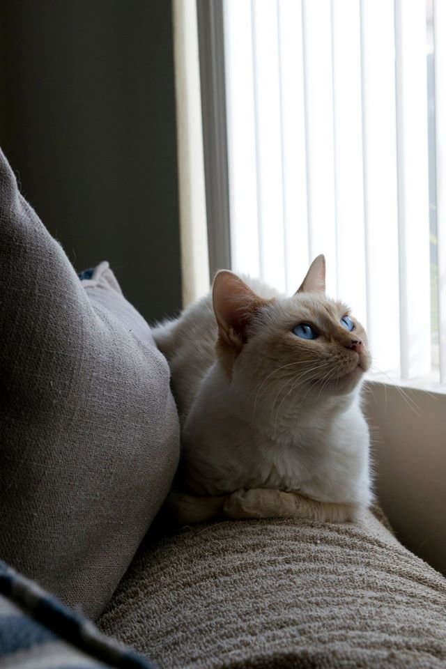 cleo-window.jpg