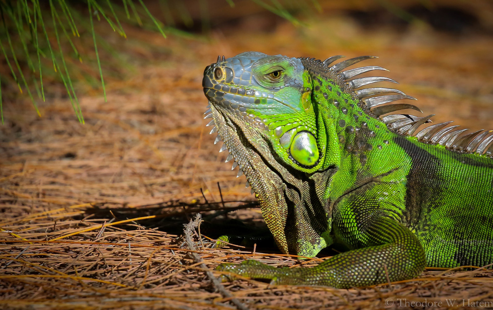 Close Green Iguanas.2.jpg