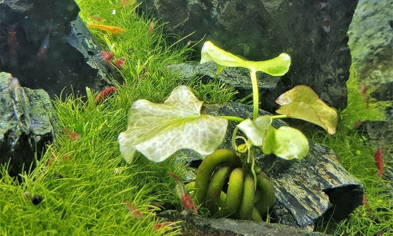 close-up-freshwater-banana-plant_Arunee-Rodloy_Shutterstock.jpg