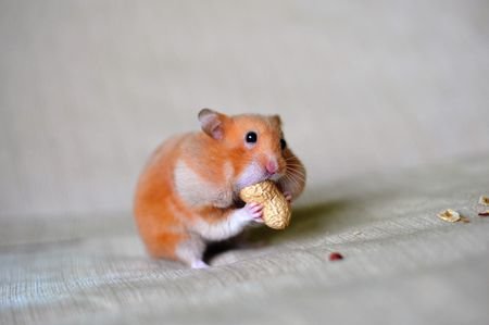 close-up-of-a-hamster-eating-groundnut-635096689-5c525f88c9e77c0001d7c1fa.jpg