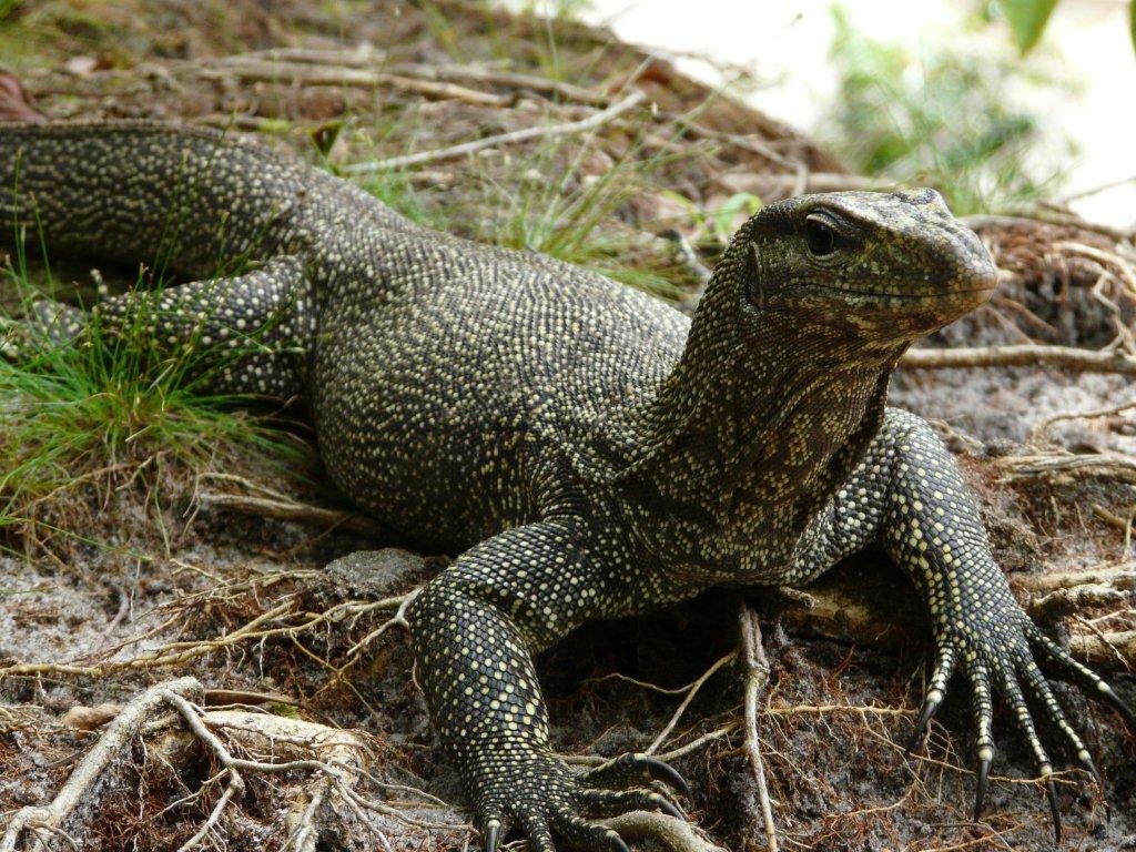 Clouded-Monitor-Lizard.jpg