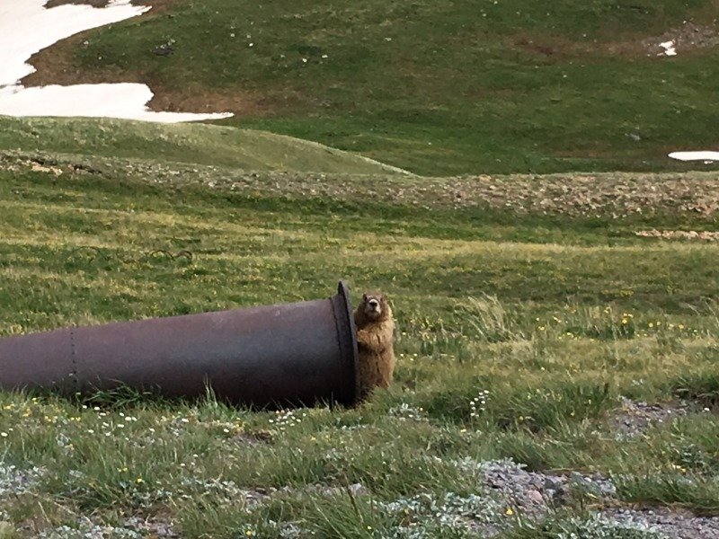 co-critter.jpg