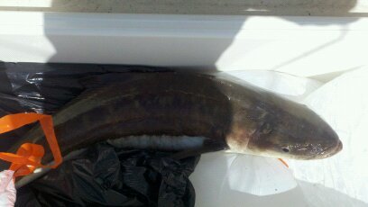 cobia3-20-11.jpg