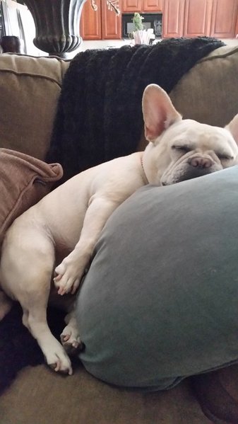 coco.jpg