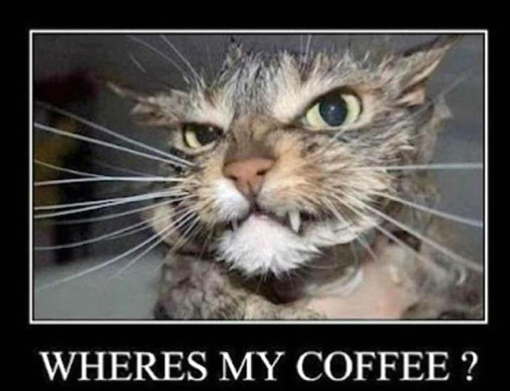 Coffee-Cat_2.jpg