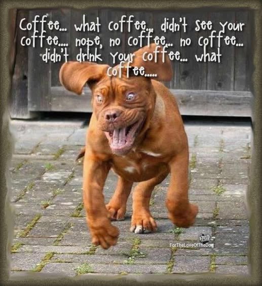 coffee.dog._n.jpg
