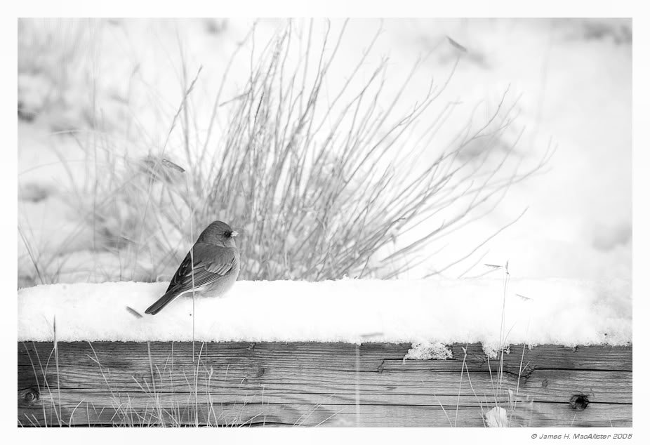 Cold_Log_by_jamesjr2_51349e8ff2b35afa15e6f1481f2ff7caf61cc164.jpg
