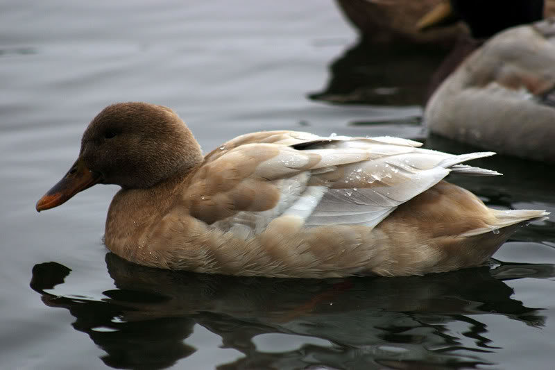 coldduck_cc7c44d5bf96432a776eabb13c27d59481c40429.jpg