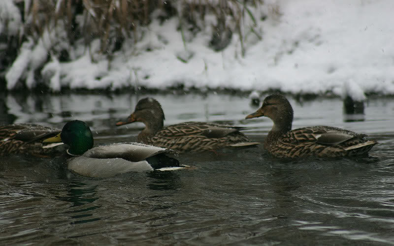coldducks_b32814ac5cfa9707d0ae67e67ddf3b42a0735ca8.jpg