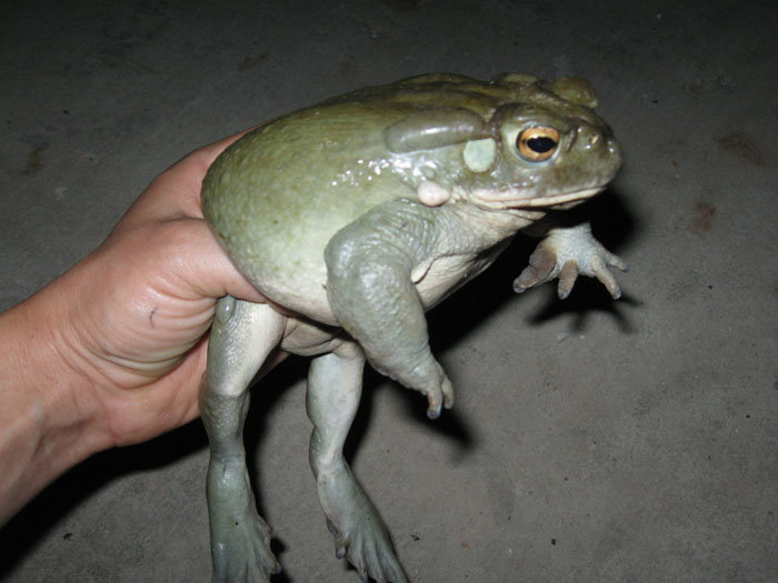 colorado river toad.jpg