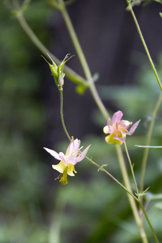 columbine_zps8ea1afc1_8be38e3fdda45676596fb8cc3827552cb1a9f367.jpg
