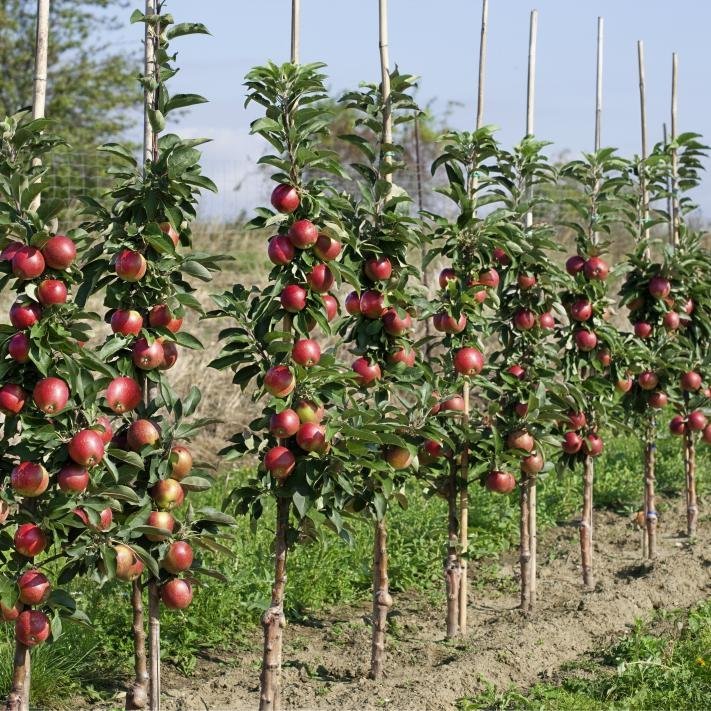 columnar apple trees pruning.jpg