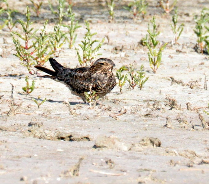 Common Nighthawk.jpg