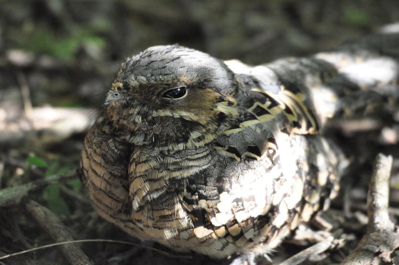 Common Pouraque.jpg