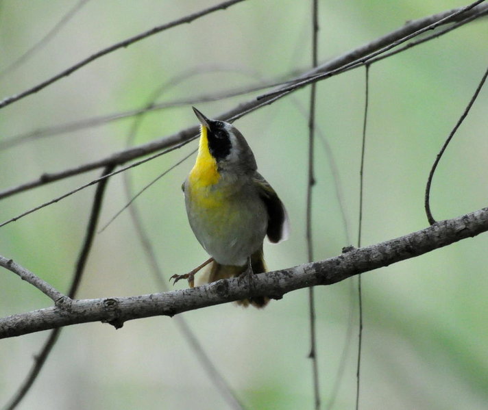 Common Yellowthroat.jpg