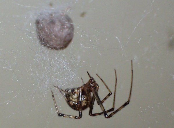 CommonHouseSpider_California.jpg