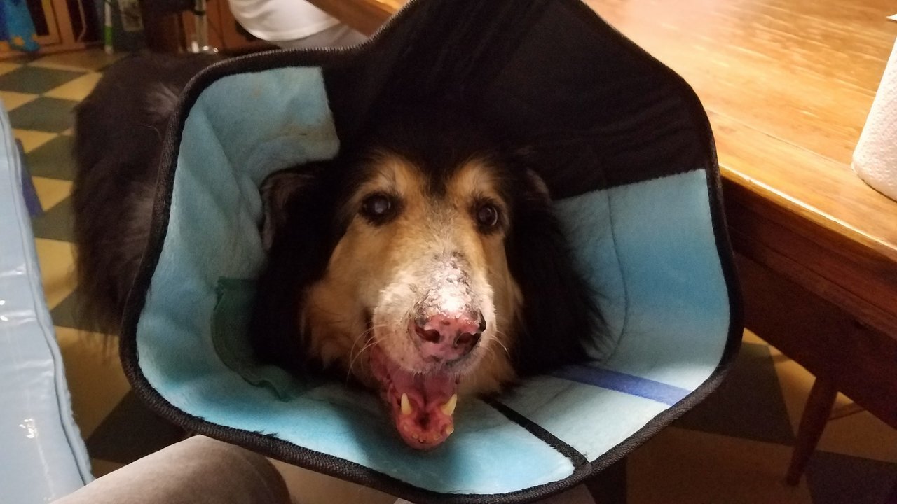 Conehead the Barkbarian.jpg