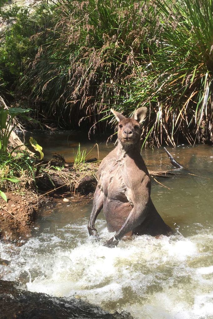 content-1507913731-caters-kangaroo-in-creek-06.jpg