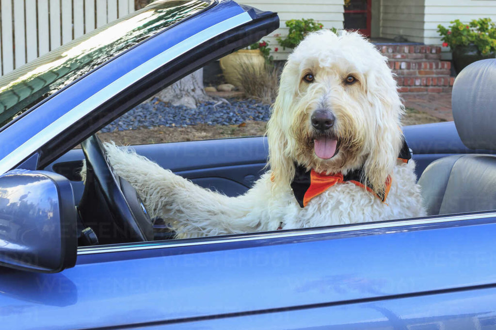 convertible ruff.jpg