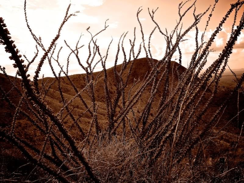 Coolplantsepia_3003bb2fbfde151a08e0aae88291a63b66f78c53.jpg