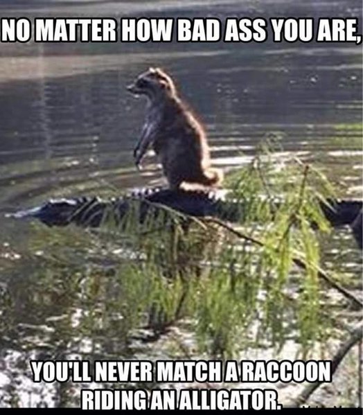 coonongator.jpg