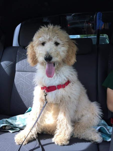 cooper.jpg