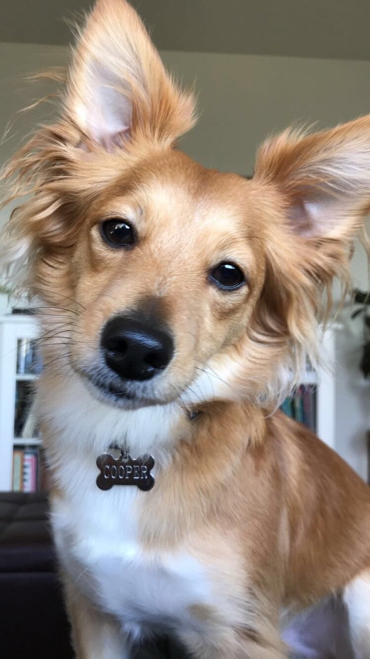 COOPER.jpg