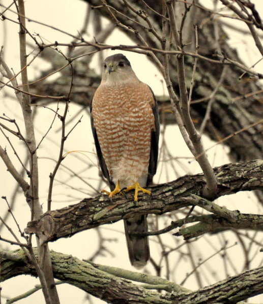 Cooper's Hawk.jpg