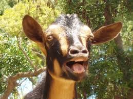 Copy_of_Laughing_Goat_58898185b7df6603504dab1e51bbb08a3ff59a12.jpg