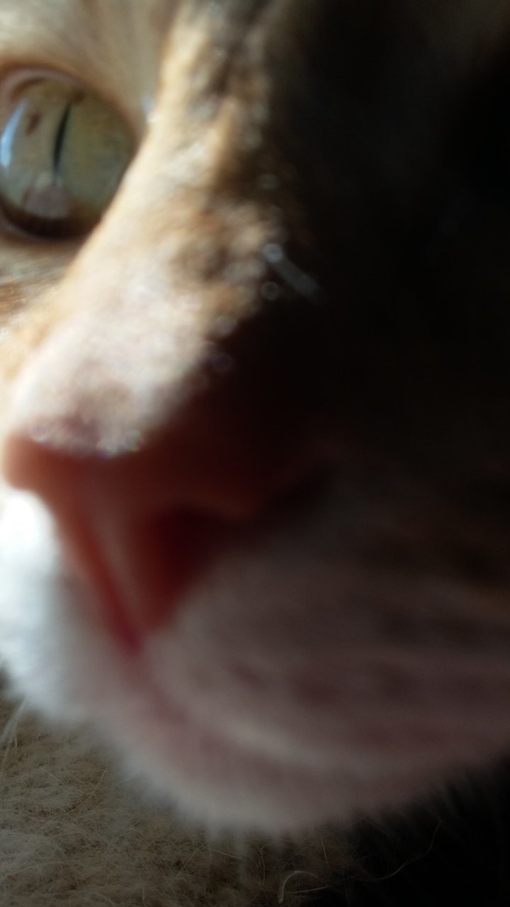 copycat.jpg