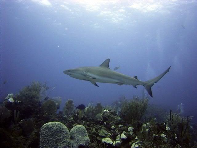 CopyofBahamas033_74c31bcfc7547409d56ea155c316f00a5d648230.jpg