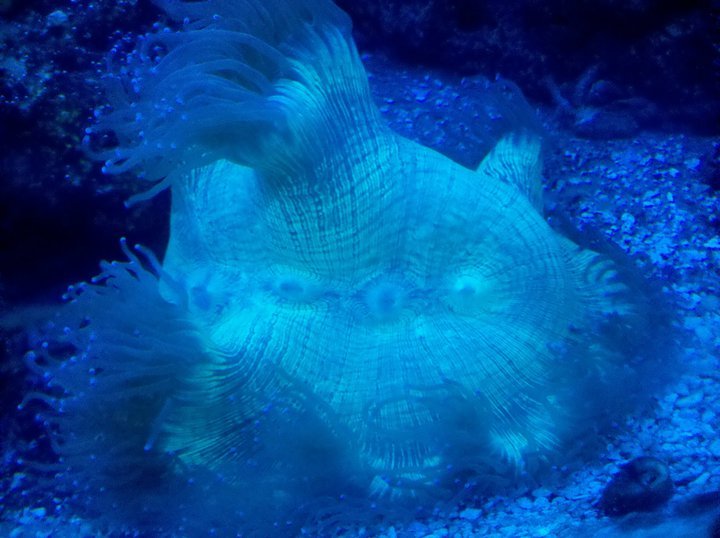 coral.jpg