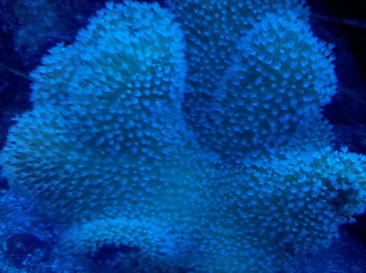 coral1.jpg