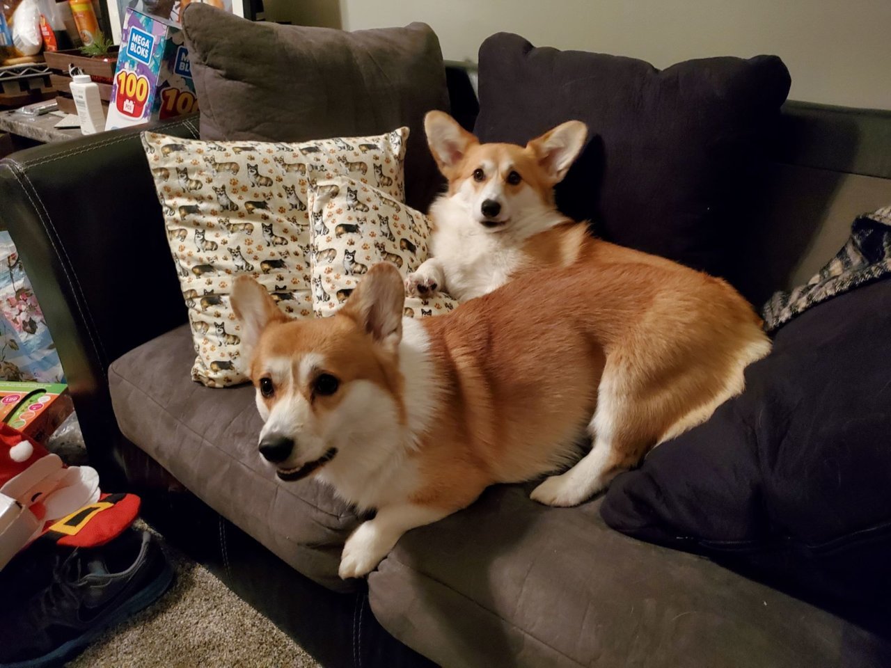 corgis.jpg