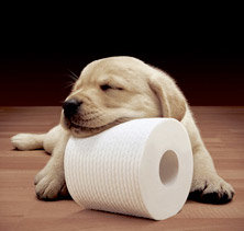 Cottonelle-puppy_zps16c7f247_067955403b52293985e94702d908d1ba5644f6ac.jpg