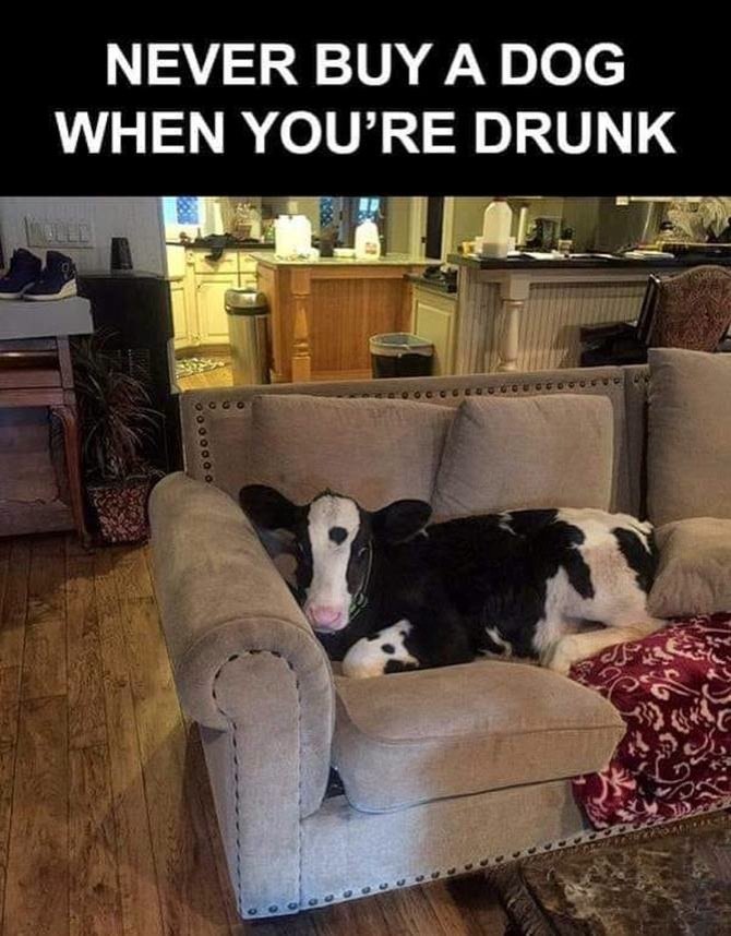 couch cow.jpg