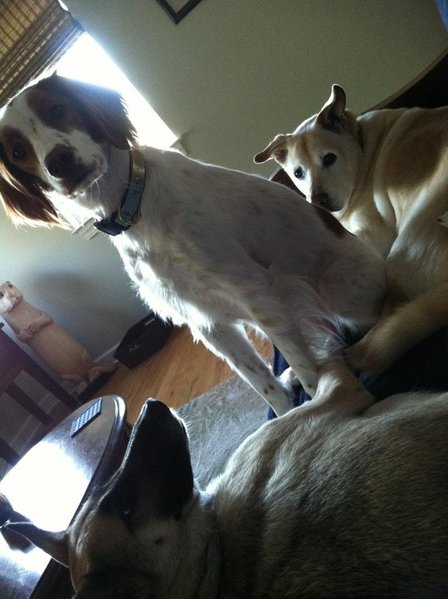 Couch Dogs.jpg