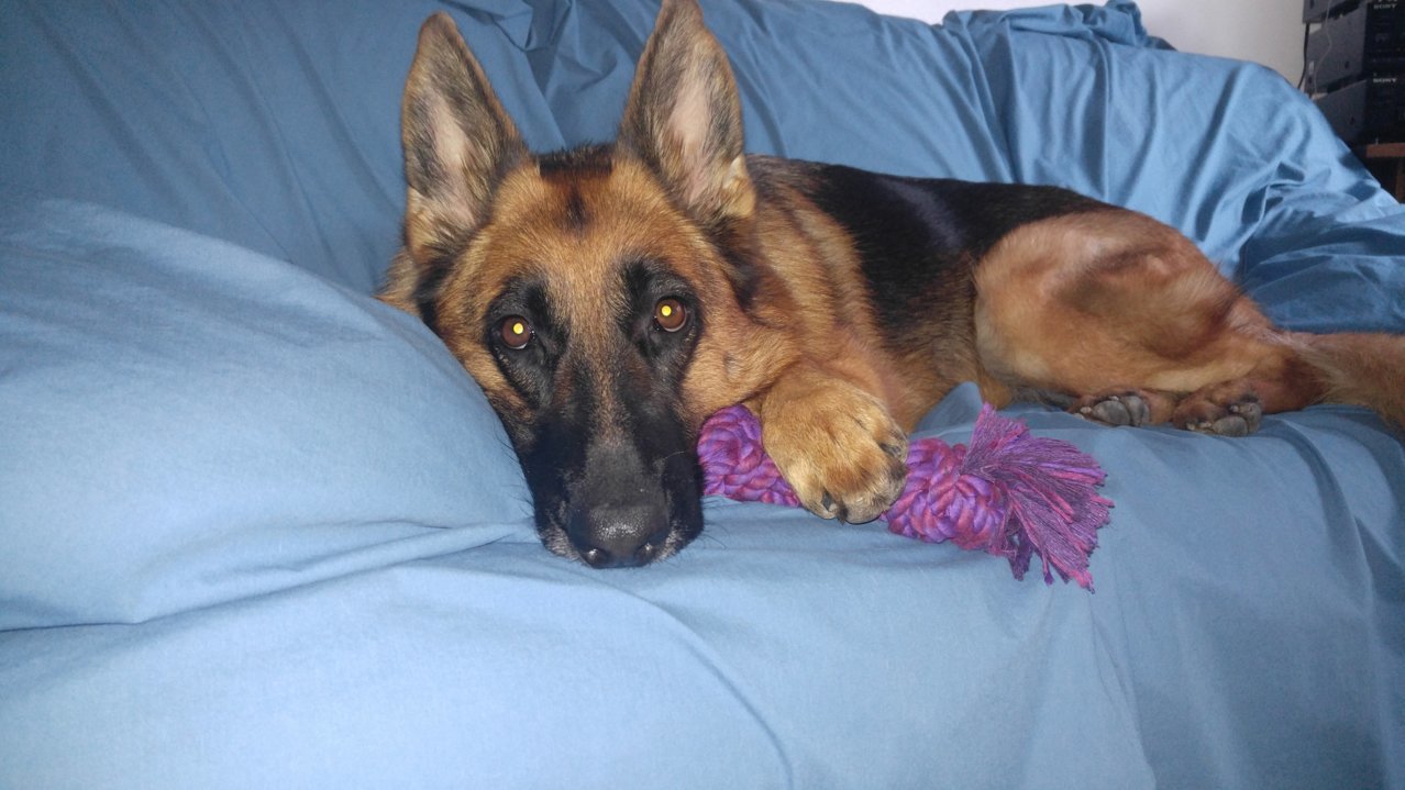 couchdog.jpg