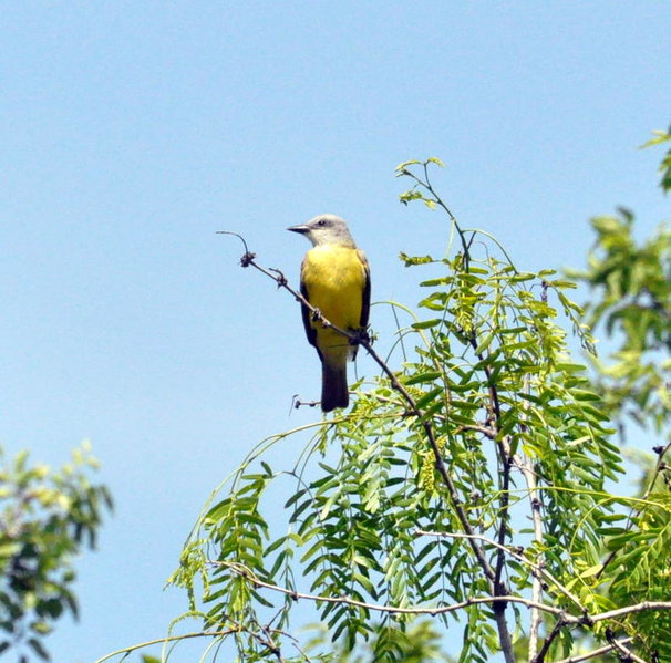 Couch's Kingbird.jpg