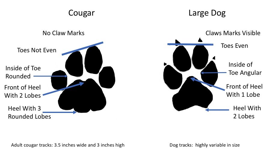 Cougar-Dog-Tracks-Illustration.jpg