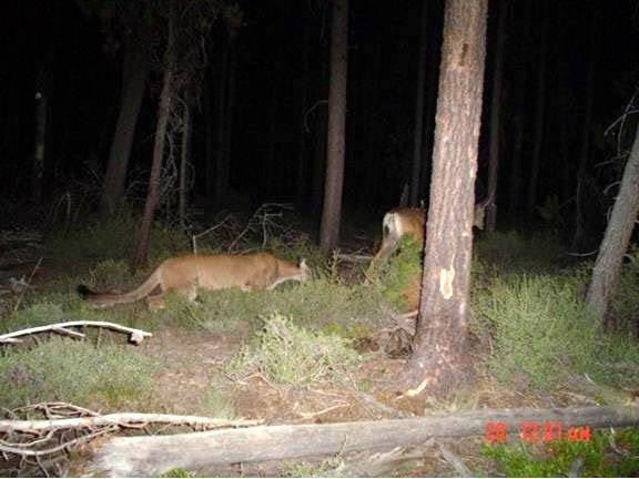 cougar_881969b9d752338f0305d9d5a8c3bac302faf301.jpg