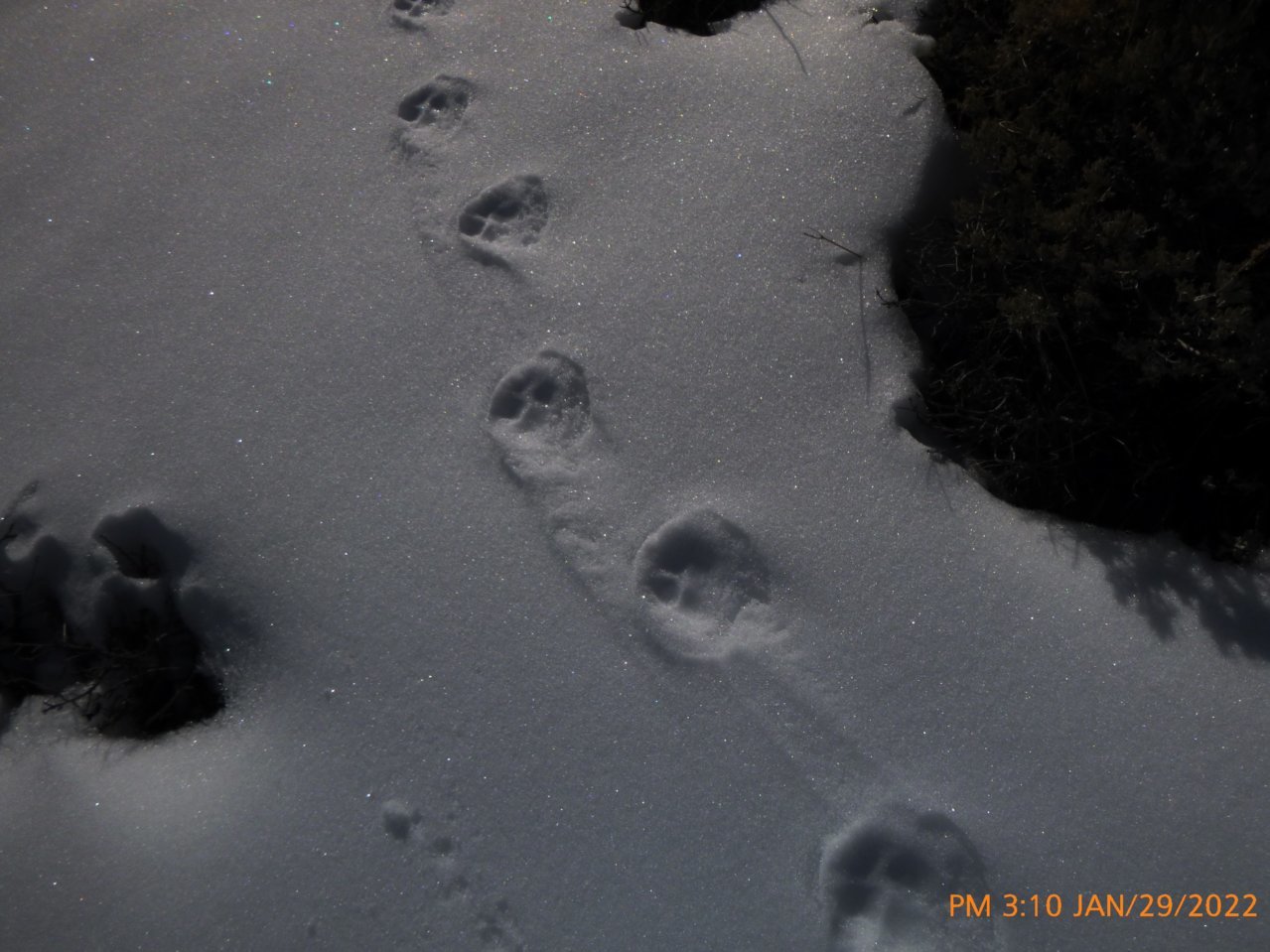 cougartracks (2).jpg