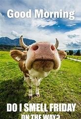 cow.jpg